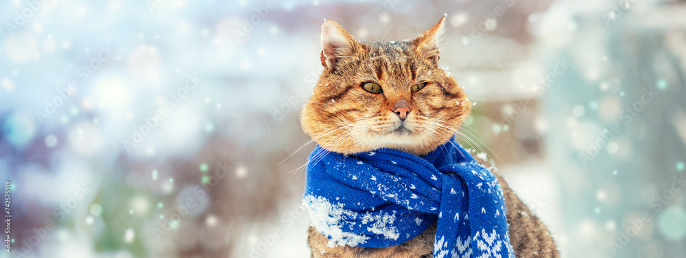 Portrait of a funny cat in a knitted scarf. The cat sits outdoors in the snow in winter during a snowfall. Horizontal banner