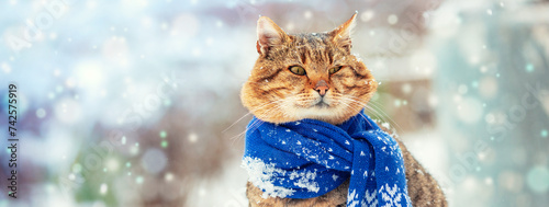 Obraz na płótnie Portrait of a funny cat in a knitted scarf. The cat sits outdoors in the snow in winter during a snowfall. Horizontal banner w salonie