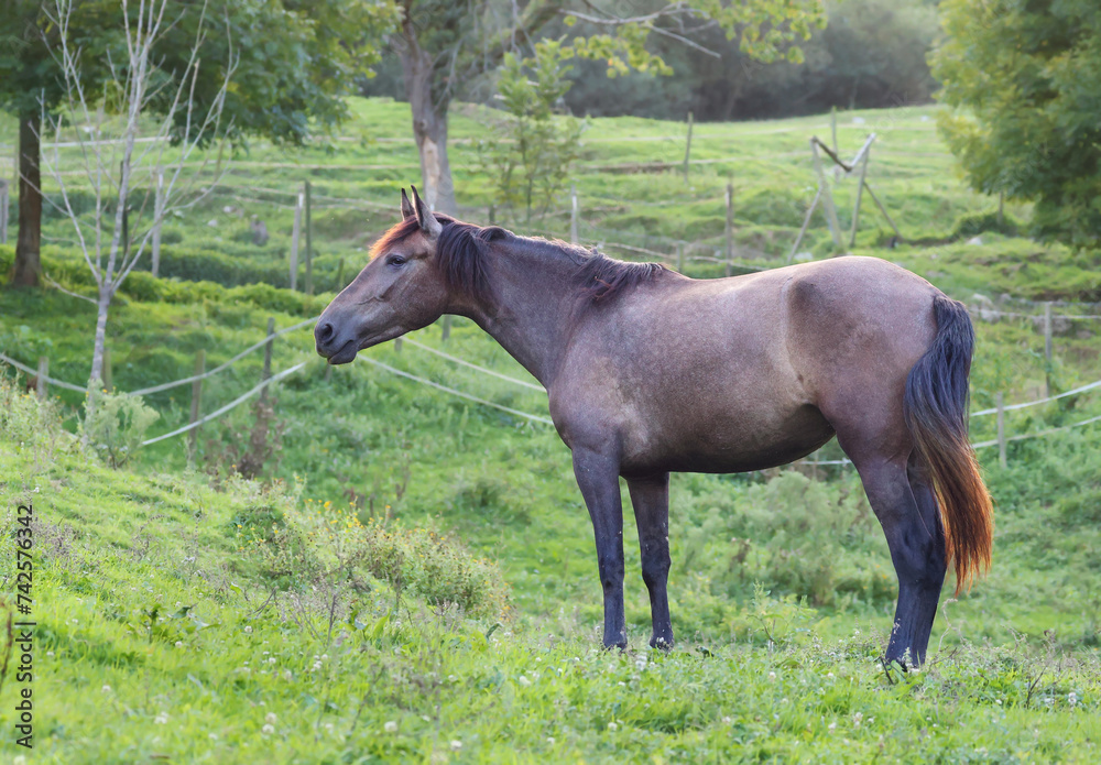 Stunning horse roaming free on a farm. Full body portrait of a beautiful adult horse at sunset on a green grass field. Stunning horse roaming free on a farm. Full body portrait of a beautiful adult horse at sunset on a green grass field.