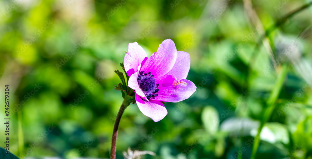 Wild purple anemone coronaria (windflower) flowers blooming in the Antalya, Turkey after the winter rains. Also known as spanish marigold or windflower. Wild purple anemone coronaria (windflower) flowers blooming in the Antalya, Turkey after the winter rains. Also known as spanish marigold or windflower.