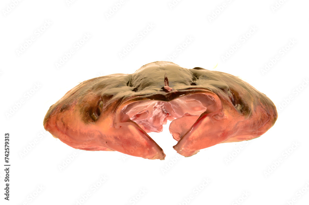 Naklejka premium raw fish isolated on white background