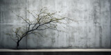 Solitary tree with spring buds against concrete wall