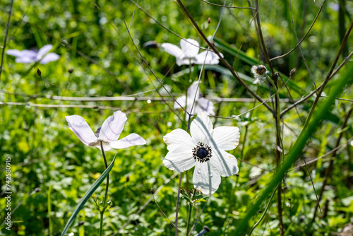 Wild white anemone coronaria (windflower) flowers blooming in the Antalya, Turkey after the winter rains. Also known as spanish marigold or windflower. photo