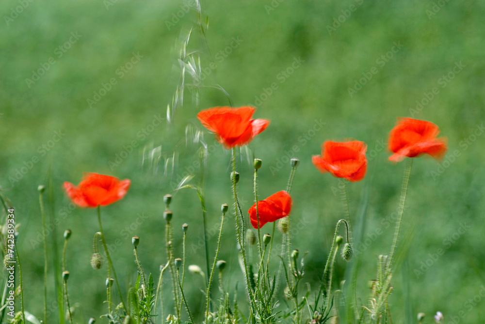 Poppies blurred from wind (Papaver Rhoeas) Italy Poppies blurred from wind (Papaver Rhoeas) Italy