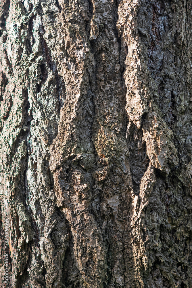 The texture of the bark of an old tree, very detailed and with lots of details. The texture of the bark of an old tree, very detailed and with lots of details.