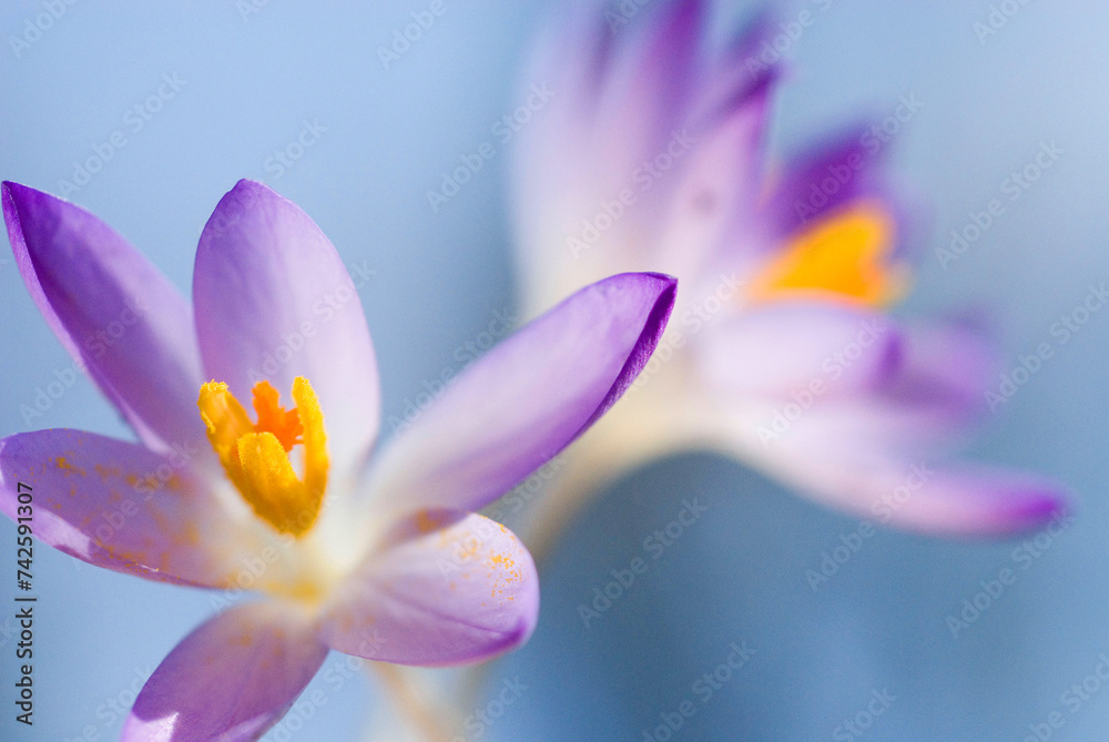 spring crocus (Crocus Vernus) Munich, Bavaria, Germany