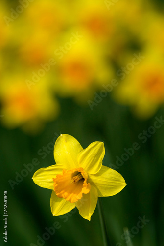 yellow daffodil (Narcissus Pseudonarcissus) photo