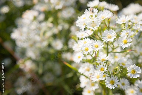 Beautiful wild flowers Daisy flowers in the field © pandaclub23