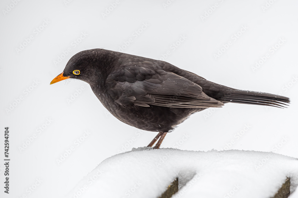 Curious Blackbird in Winter Snow Curious Blackbird in Winter Snow