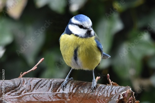 Blaumeise an der mit frischem Wasser gefüllten Vogeltränke (Nahaufnahme)