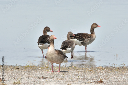 Vier Graugänse in Nahaufnahme am Ufer eines Sees
