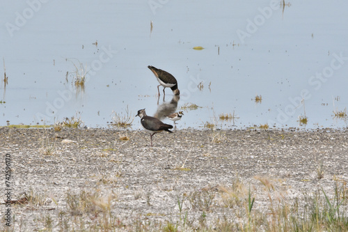 Zwei Kiebitze und ein Flussregenpfeifer am Ufer eines Sees im Nationalpark Neusiedlersee (Austria)