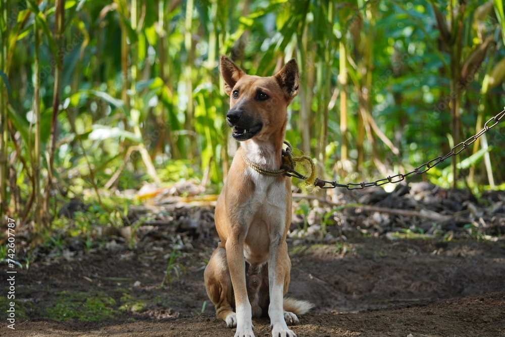 A stray dog is sitting on the ground. Looks pensive A stray dog is sitting on the ground. Looks pensive