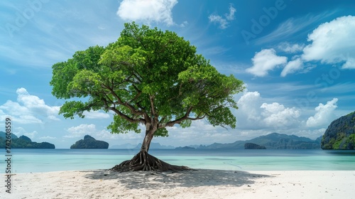 Green mangrove tree on a white sand beach. photo