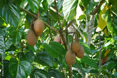 Pangium edule seeds on the tree, used as a spice in Indonesian cooking. Known as Kluwek. Used as an ingredient in traditional Indonesian dishes, namely Rawon.