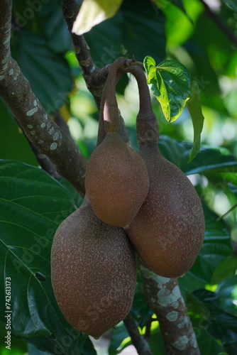 Pangium edule seeds on the tree, used as a spice in Indonesian cooking. Known as Kluwek. Used as an ingredient in traditional Indonesian dishes, namely Rawon. photo