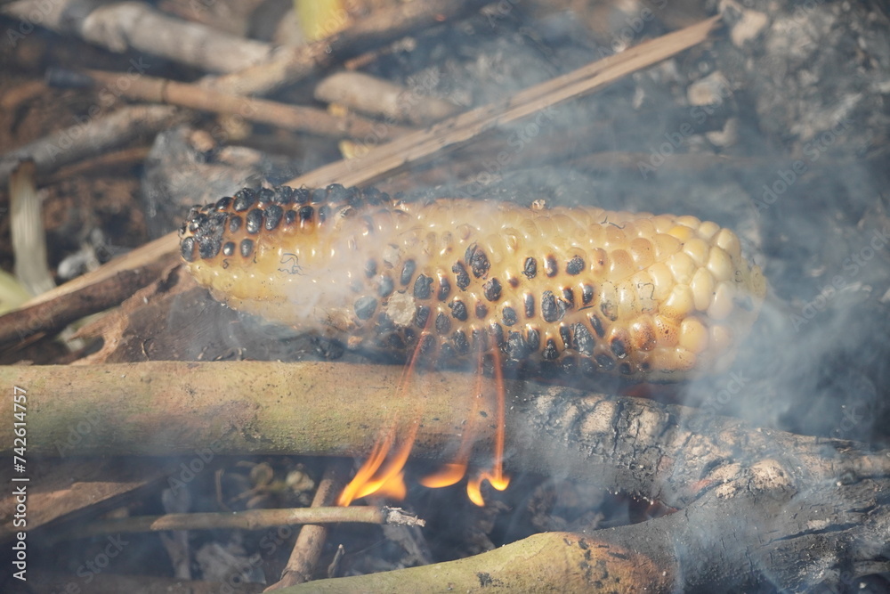 Roasted corn. Corn being roasted on a fireplace using firewood