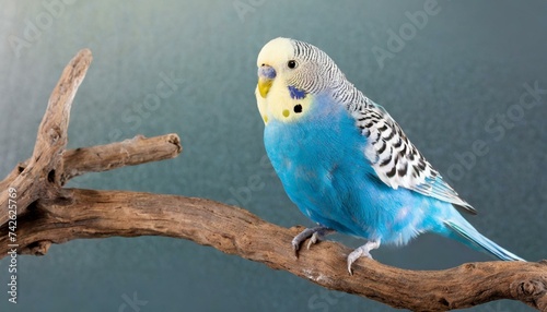 A blue budgie on a branch