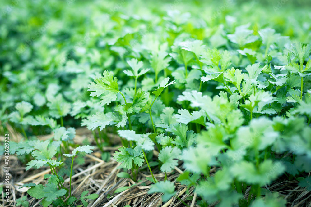 selective focus green coriander matures in farmers' fields in Thailand selective focus green coriander matures in farmers' fields in Thailand