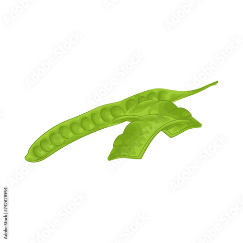 Illustration of vegetable petai 