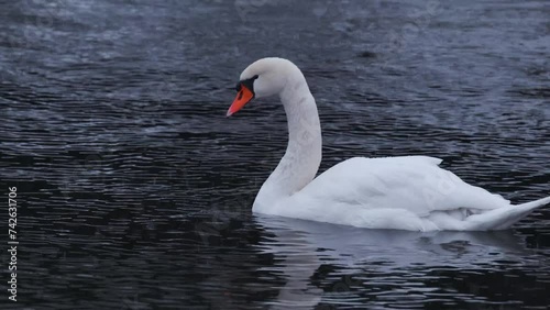 White swan swims on the rain while looking at the camera in Schwerin lake