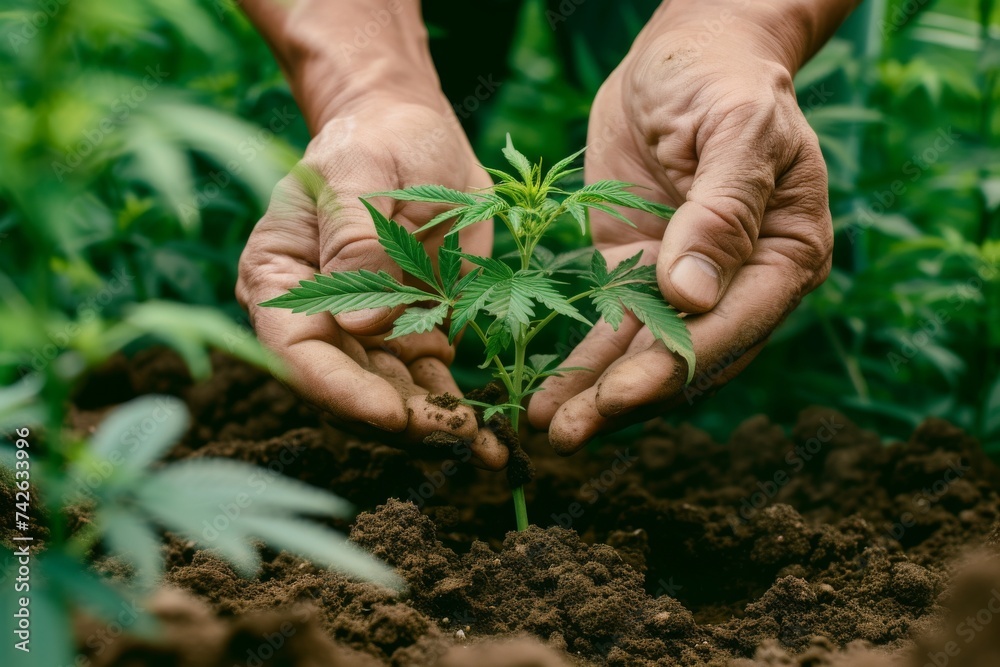 Close up on hands planting cannabis marijuana hemp Close up on hands planting cannabis marijuana hemp