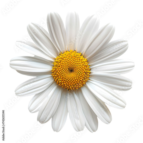daisy flower on isolated background