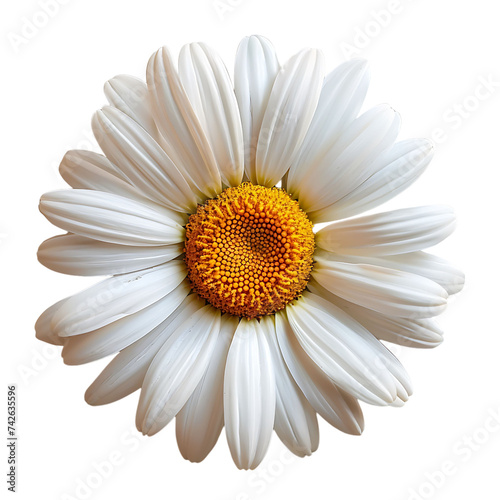 daisy flower on isolated background