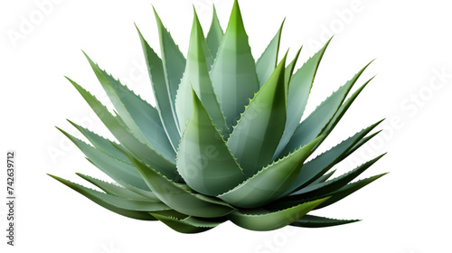 Agave bush, isolated cutout object with shadow on transparent background. Png file