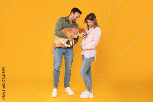 Excited European couple, man and pregnant woman, posing with their pembroke welsh corgi dog, pet affectionately sniffing the woman's belly on yellow background