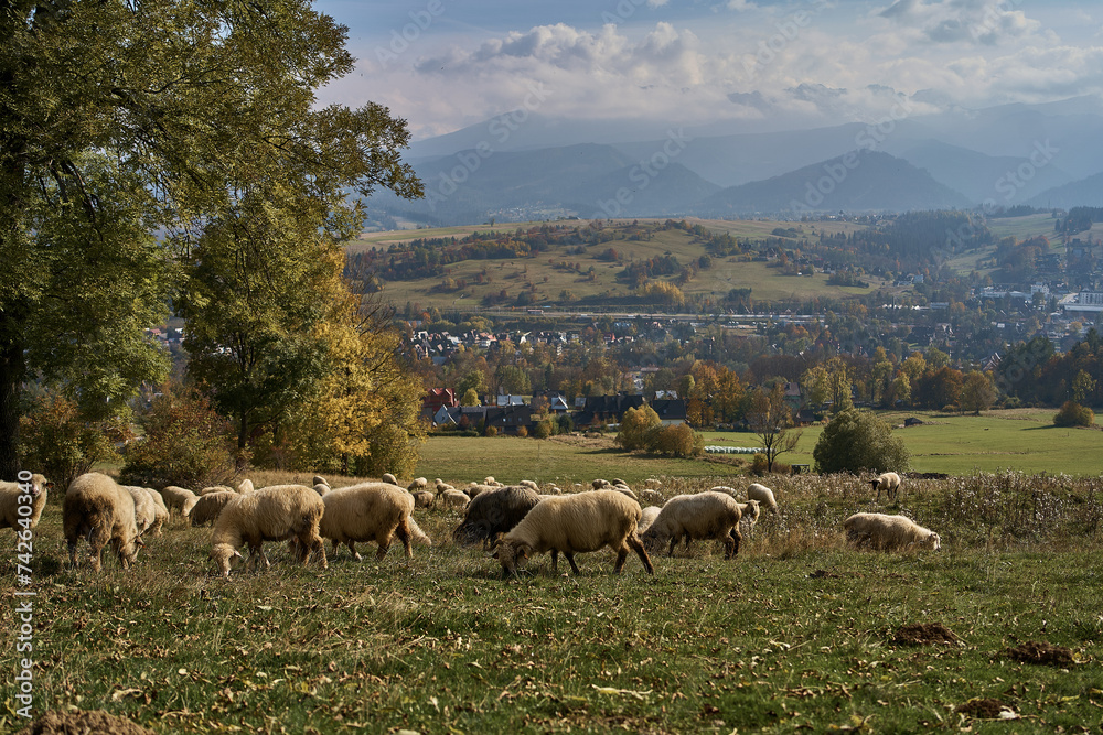 Obraz premium A large flock of sheep grazing in the meadow amidst the mountains