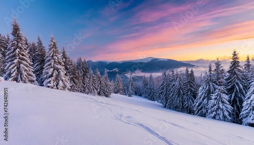 spruce forest on the snow covered hill in evening light mountainous countryside scenery in winter at sunset frosty weather with hoarfrost on the trees and purple clouds on the sky © Kari