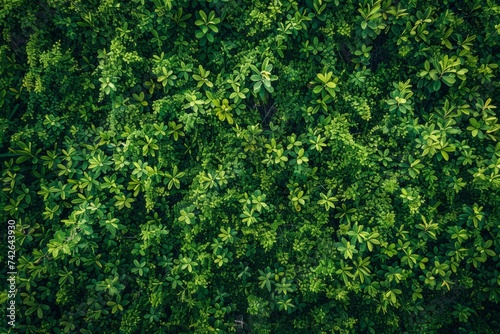 background. hedge of plants close-up.  © IULIIA