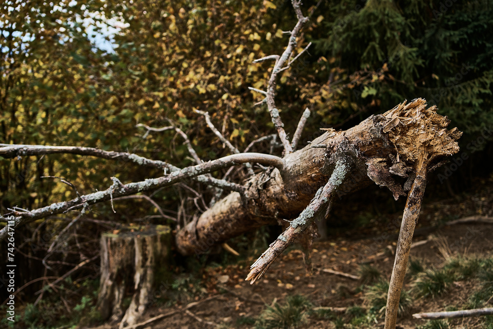 Fototapeta premium storm-felled tree with a broken stump