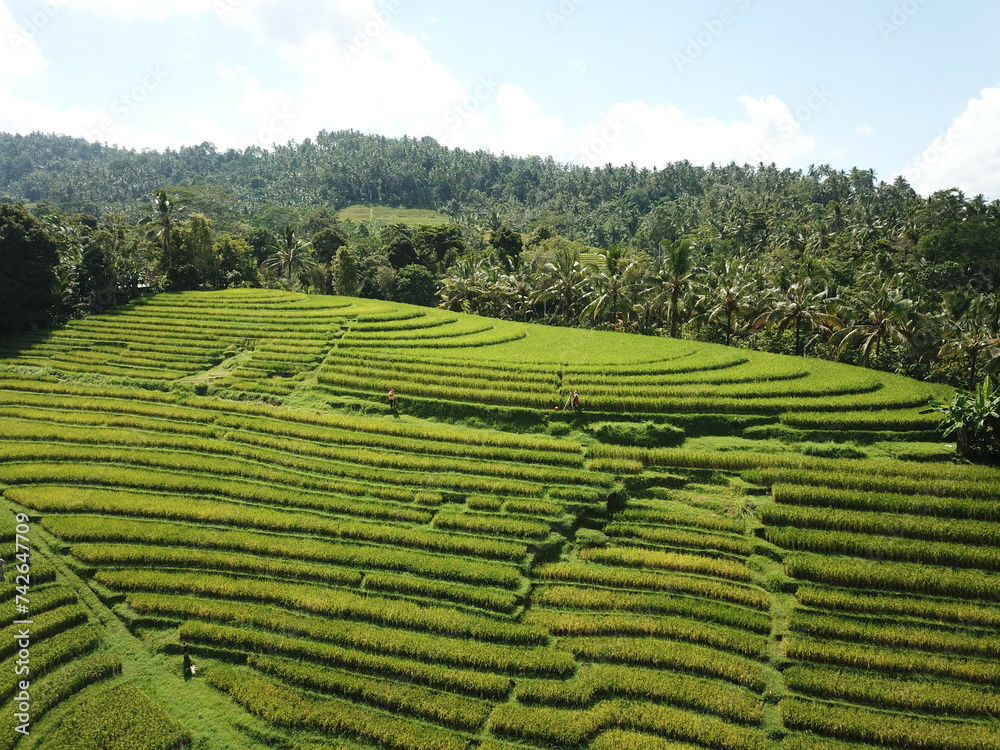 rice field in bali 