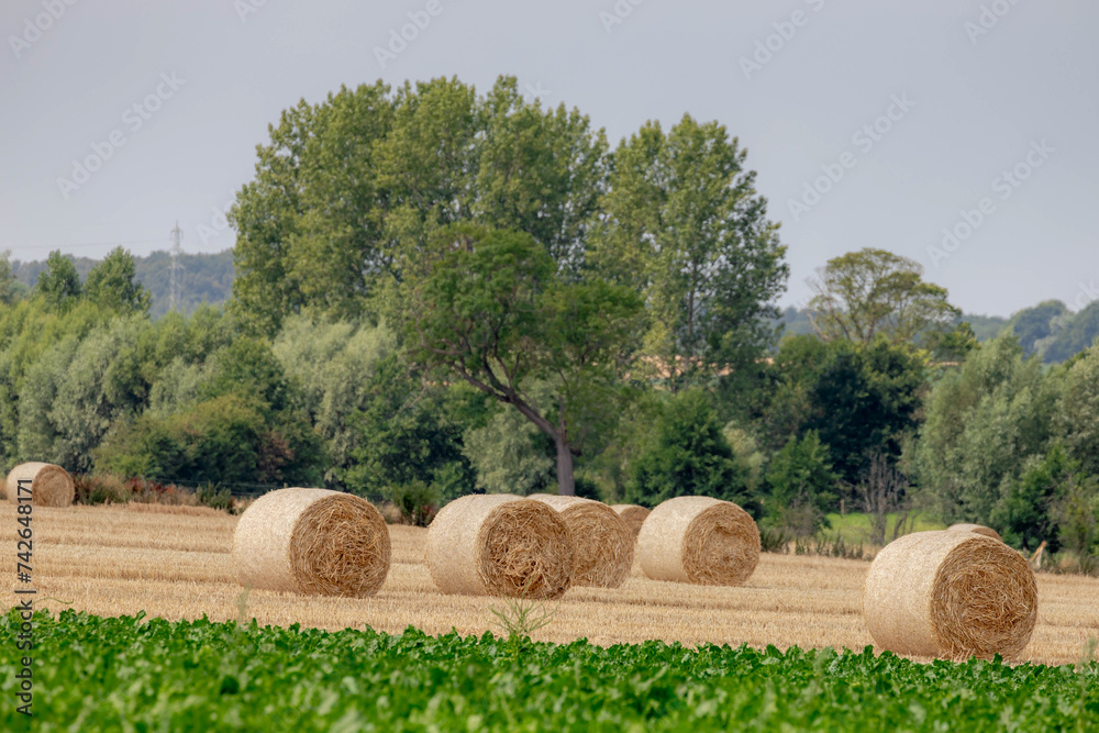 Rolled of barley hay on slope or hilly farmland, Harvested straw bales, Livestock in the farm in summer, To keep to feed animals in the farm in winter, Countryside agriculture in Limburg, Netherlands.
