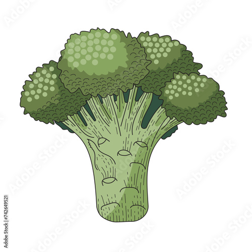 Broccoli cabbage. A vegetable in a salad. Healthy eating. An illustration for cooking and cooking recipes. Agricultural culture