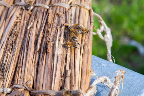 Bees swarming on vintage reed background..