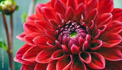 close up of red dahlia flower macro image of a bright red dahlia flower in fresh blossom isolated macro photo © Mac