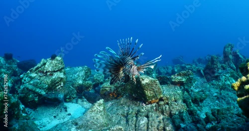 lionfish  underwater searching and patroling rocks for food mediterranean sea photo