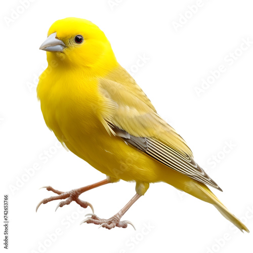 canary bird isolated on transparent background,transparency 