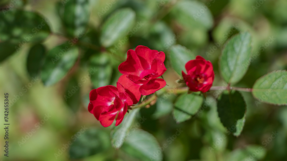 red rose bush, baby roses in garden blur background 