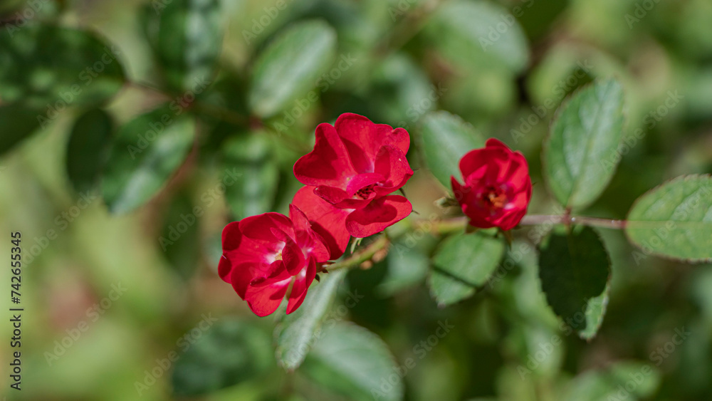 red rose bush, baby roses in garden blur background red rose bush, baby roses in garden blur background