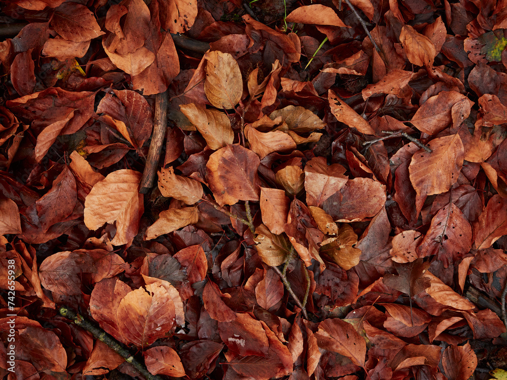 Fallen leaves from beech trees and pieces of branches 