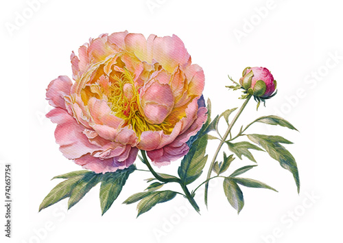 Pink peony with Pink peony with  green leaves in watercolor painting style on white background.