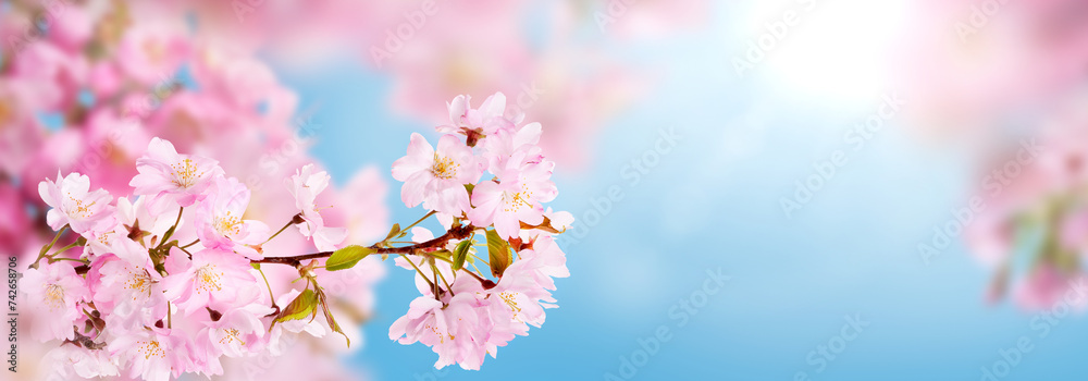 Fresh pink cherry blossom flowers on a tree in springtime with a fresh spring blue sky background with the sun shining through.