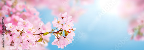 Obraz na płótnie Fresh pink cherry blossom flowers on a tree in springtime with a fresh spring blue sky background with the sun shining through. w salonie