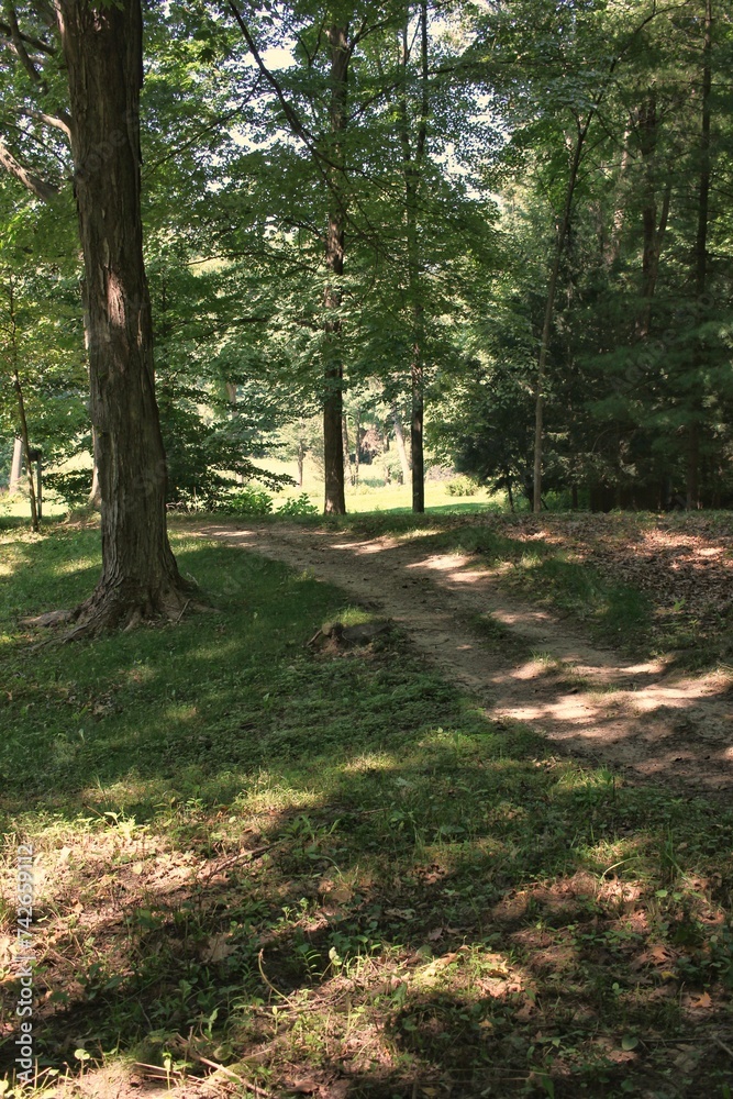 path in the woods