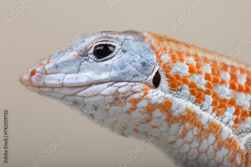 Portrait of a Peters's Keeled Cordylid
 photo