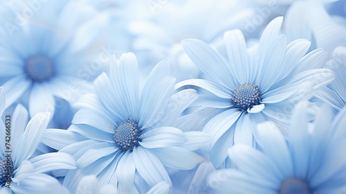 garden dusty blue flowers photo